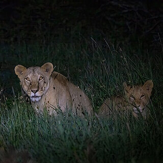 Solio - Lioness with cubs